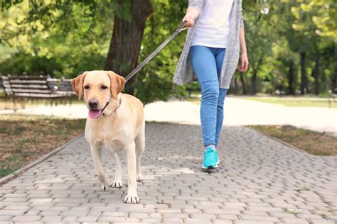 散歩しなくていい犬：現代社会におけるペットの新しい形