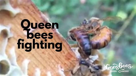 Queen Bee: Um Jogo de Luta com Abelhas Zen e Punhos de Ferro!